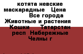 котята невские маскарадные › Цена ­ 18 000 - Все города Животные и растения » Кошки   . Татарстан респ.,Набережные Челны г.